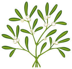 A sprig of Christmas mistletoe with white berries and green leaves vector illustration for holiday season decoration