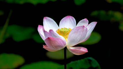 a magnificent pink and white lotus flower, Nelumbo nucifera, in full bloom, beautifully isolated...