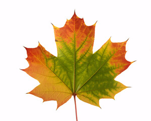 Obraz premium Vibrant autumn maple leaf with stunning colors, perfect for seasonal designs, fall promotions, and nature-themed projects