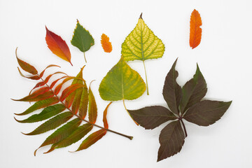 bright autumn leaves of poplar, grape, and ash on a white background