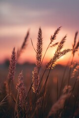 Wild Grass Silhouettes Bathed in the Warm, Dreamy Glow of a Pastel Sunset.
