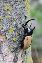 Five-horned rhinoceros beetle (Eupatorus gracilicornis) male 