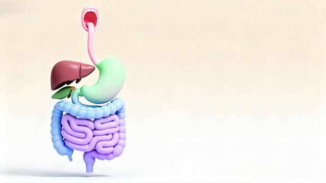 Colorful Anatomy