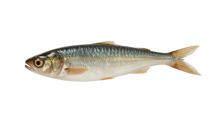 Fototapeta premium Fresh silver fish isolated on the transparent background with detailed fins and scales for seafood and culinary concepts