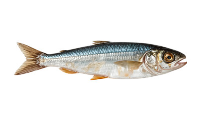 Naklejka premium Fresh whole herring fish isolated on the transparent background for seafood cuisine, healthy omega3 diet, raw ingredient, fishing, and culinary concepts