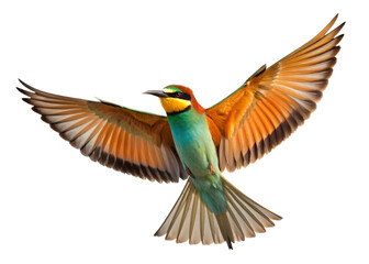 Obraz premium bird illustration, flying bird, wings spread, wildlife art, colorful nature, feather pattern, exotic species, bird photography, tropical wildlife, natural freedom