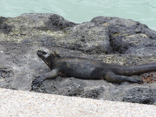 galapagos land iguana