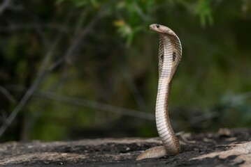 A snake is a legless reptile with a long, flexible body covered in scales. It moves by slithering...