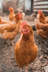 A chicken with colorful feathers stands tall on the ground.