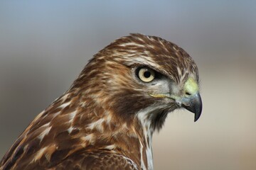 A golden eagle perches majestically on top of a sheer cliff.