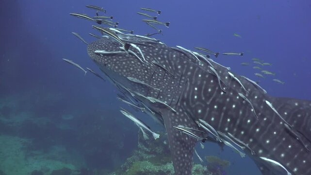 Whale shark (Rhincodon typus) with many remoras filmed from close distance on its left side, swimming very slowly.