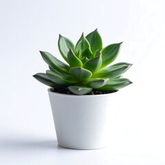 A vibrant, healthy succulent, featuring green leaves tipped with red, sits in a simple white ceramic pot against a clean white backdrop