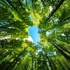 Obraz premium An upward perspective of lush green treetops framing a clear blue sky