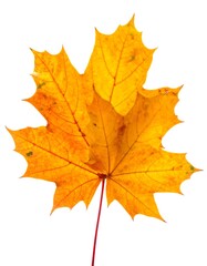 Obraz premium A vibrant, sun-kissed maple leaf, boasting a rich spectrum of autumn colors, from golden yellow to fiery orange, against white backdrop