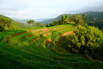 rice terraces in bali indonesia