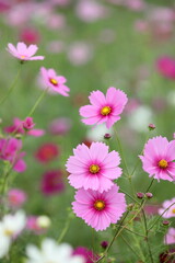 日本の秋に咲くコスモス