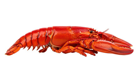 Bright Red Cooked Lobster Seafood Isolated On transparent Background
