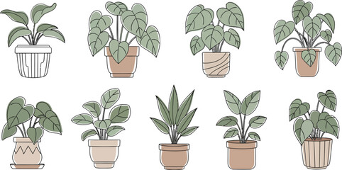 Collection of potted houseplants with various leaf shapes