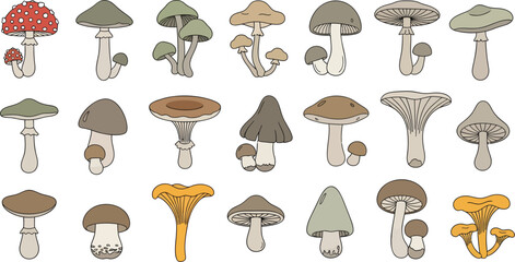 Collection of Various Wild Mushroom Varieties Illustration