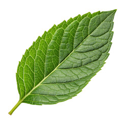 Obraz premium A single green mint leaf isolated on transparent background