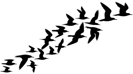 Fototapeta premium Birds flying in formation for inspirational freedom concept