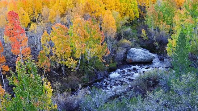 autumn forest in the Sierra Nevada mountains along Bishop creek in inyo county.