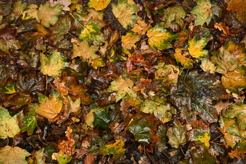 Detailed, full-frame background of a dense mix of wet autumn leaves. Emphasizes the organic pattern and rich fall color palette, perfect for cozy, natural designs
