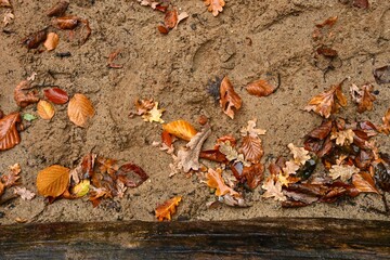 Detailed background texture of soft, earthy sand and scattered oak and beech leaves in various shades of brown and gold. Perfect for illustrating the autumn season.