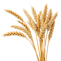 Closeup of ripe wheat stalks isolated on transparent background