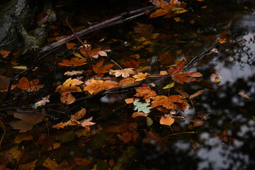 Detailed shot of fallen leaves and branches on a dark, reflective water surface. Represents the natural cycle of decay and the seasonal vulnerability of water bodies in nature