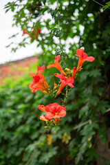 Beautiful trumpet creepers bloom among the greenery
