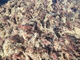 Pile of dried red and yellowish seaweed used for industrial processing, food, or cosmetics. Commonly found in coastal seaweed farms.