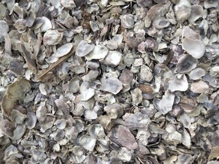 Detailed texture of a pile of oyster shells, showing various natural shapes and colors. Perfect for backgrounds, marine themes, or environmental concepts related to the ocean.