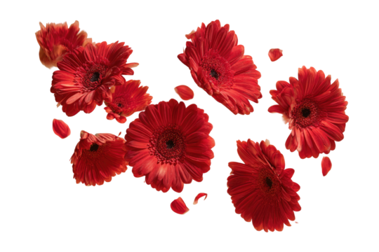 Isolated vibrant gerbera daisies in various sizes and angles, with scattered petals on a black background - Powered by Adobe