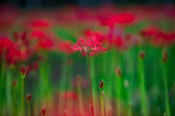 Beautiful and gorgeous blooming red spider lily