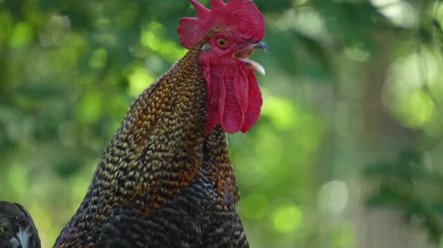 Close up of a rooster standing on a fance in spring and crowing