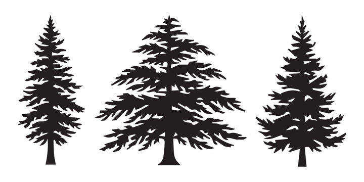 Cedar tree silhouette vector