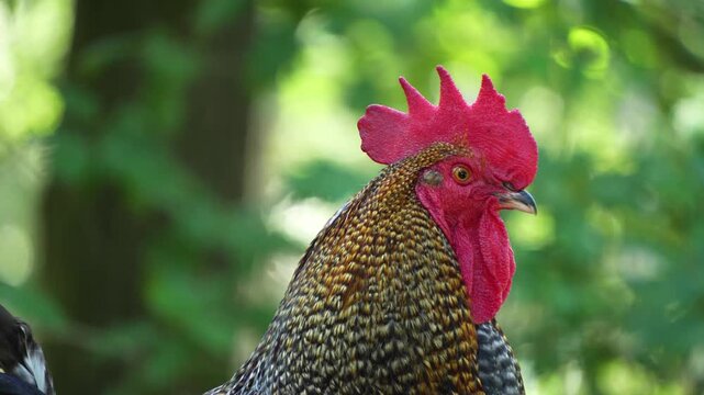 Close up of a rooster standing on a fance in spring and crowing