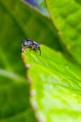 Springspinne auf einem grünen Blatt