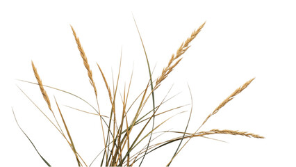 Fototapeta premium Golden Grass Illustration A Close-Up View of Dry Wheat Stalks Isolated on White