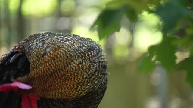 Close up of a rooster standing ona fance in spring and crowing