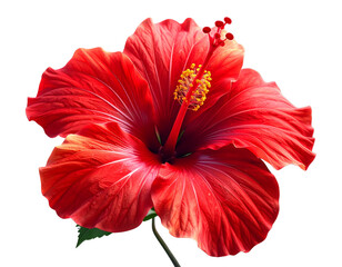 Hand Holding Shining Light Bulb with Energy Rays, Creative Concept, isolated - Single Red Hibiscus Flower Close-Up, Detailed Tropical Bloom, isolated on transparent background