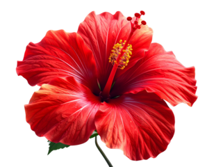 Hand Holding Shining Light Bulb with Energy Rays, Creative Concept, isolated - Single Red Hibiscus Flower Close-Up, Detailed Tropical Bloom, isolated on transparent background