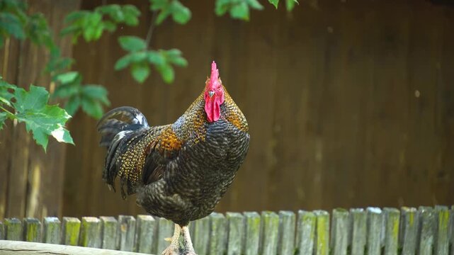 Close up of a rooster standing ona fance in spring and crowing