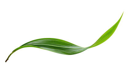 Obraz premium Isolated, curved, slender green leaf, with a highlighted edge against a stark black background