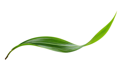 Isolated, curved, slender green leaf, with a highlighted edge against a stark black background