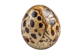 A close-up view reveals a cracked, mottled egg against a stark black background