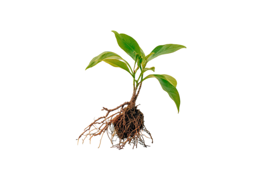 A young plant with vibrant green leaves and exposed roots, isolated on a black background