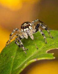 Close-up of a Zebra Jumping Spider on a Leaf.
