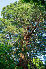 Majestic old-growth conifer tree reaching skyward with spreading branches and lush foliage. Towering evergreen trunk with textured bark viewed from below against a bright blue sky in a forest setting